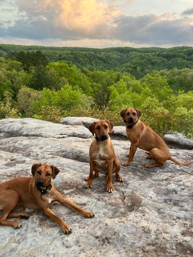 Rhodesian Ridgeback Puppies Breeding Lure Coursing Barn Hunt Fast Cat Dock Diving Conformation Rally Scent Work Therapy Dog Companionship 