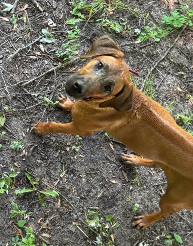 Rhodesian Ridgeback Puppies Breeding Lure Coursing Barn Hunt Fast Cat Dock Diving Conformation Rally Scent Ridgeback puppies breeding