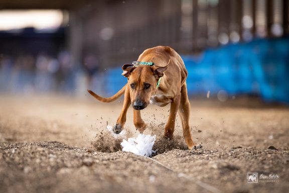 Rhodesian Ridgeback Puppies Breeding Lure Coursing Barn Hunt Fast Cat Dock Diving Conformation Rally SceRhodesian Ridgeback puppies breeding