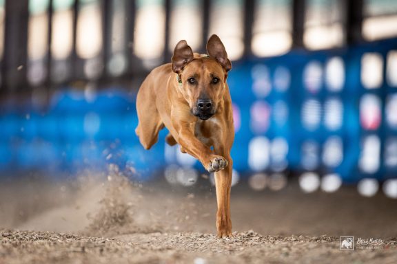 Rhodesian Ridgeback Puppies Breeding Lure Coursing Barn Hunt Fast Cat Dock Diving Conformation Rally SceRhodesian Ridgeback puppies breeding