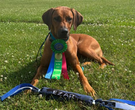 Rhodesian Ridgeback Puppies Breeding Lure Coursing Barn Hunt Fast Cat Dock Diving Conformation Rally Scent Ridgeback puppies breeding