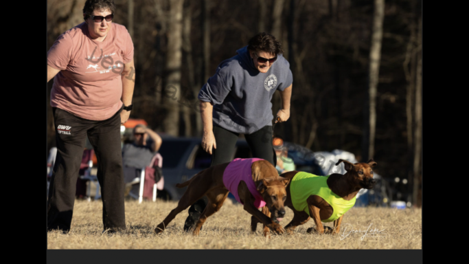 Rhodesian Ridgeback Puppies Breeding Lure Coursing Barn Hunt Fast Cat Dock Diving Conformation Rally Scent Work Therapy Dog Companionship 