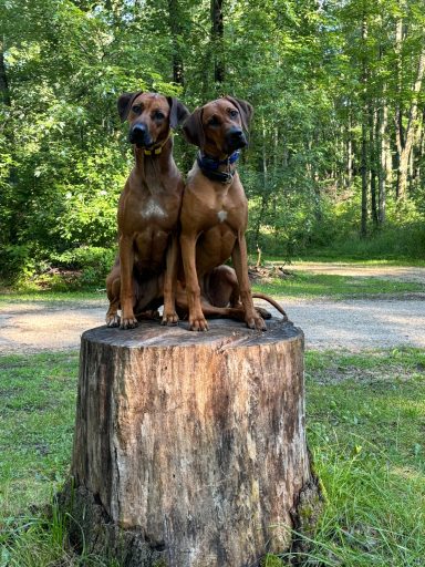 Rhodesian Ridgeback Puppies Breeding Lure Coursing Barn Hunt Fast Cat Dock Diving Conformation Rally Scent Ridgeback puppies breeding