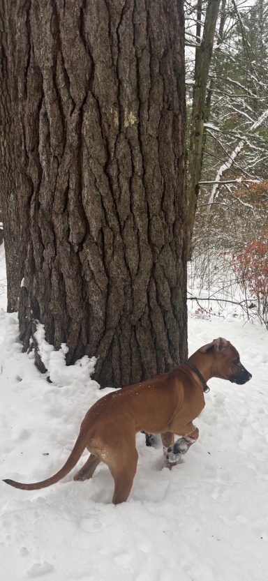 Rhodesian Ridgeback Puppies Breeding Lure Coursing Barn Hunt Fast Cat Dock Diving  Rally Scent Work Therapy Dog GrandCompanion 
