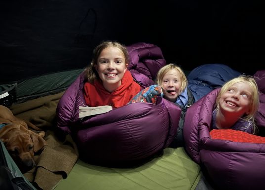 amping! Rhodesian Ridgeback Puppies Breeding Lure Coursing Barn Hunt Fast Cat Dock Diving Conformation Rally Scent Ridgeback puppies breeding