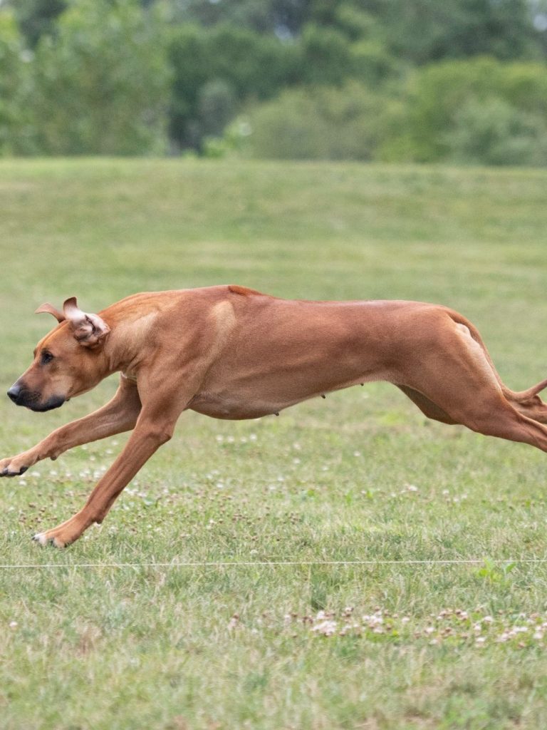 Rhodesian Ridgeback puppies fast cat coursing