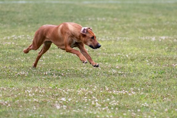Rhodesian Ridgeback Puppies Breeding Lure Coursing Barn Hunt Fast Cat Dock Diving Conformation Rally SceRhodesian Ridgeback puppies breeding