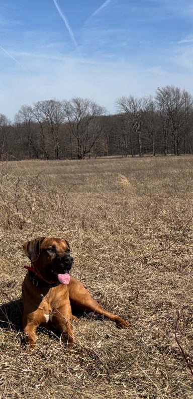 Rhodesian Ridgeback Puppies Breeding Lure Coursing Barn Hunt Fast Cat Dock Diving Conformation Rally Scent Ridgeback puppies breeding