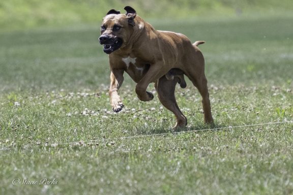 Rhodesian Ridgeback breeding puppies dock diving lure coursing FCAT scent therapy tracking conformation rally barn hunt CGC Farm Dog