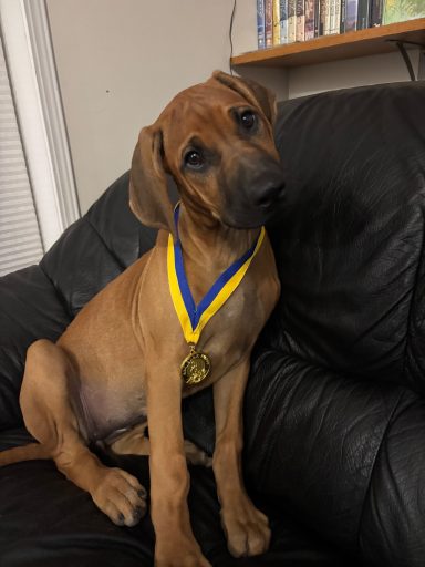 Rhodesian Ridgeback Puppies Breeding Lure Coursing Barn Hunt Fast Cat Dock Diving  Rally Scent Work Therapy Dog GrandCompanion 