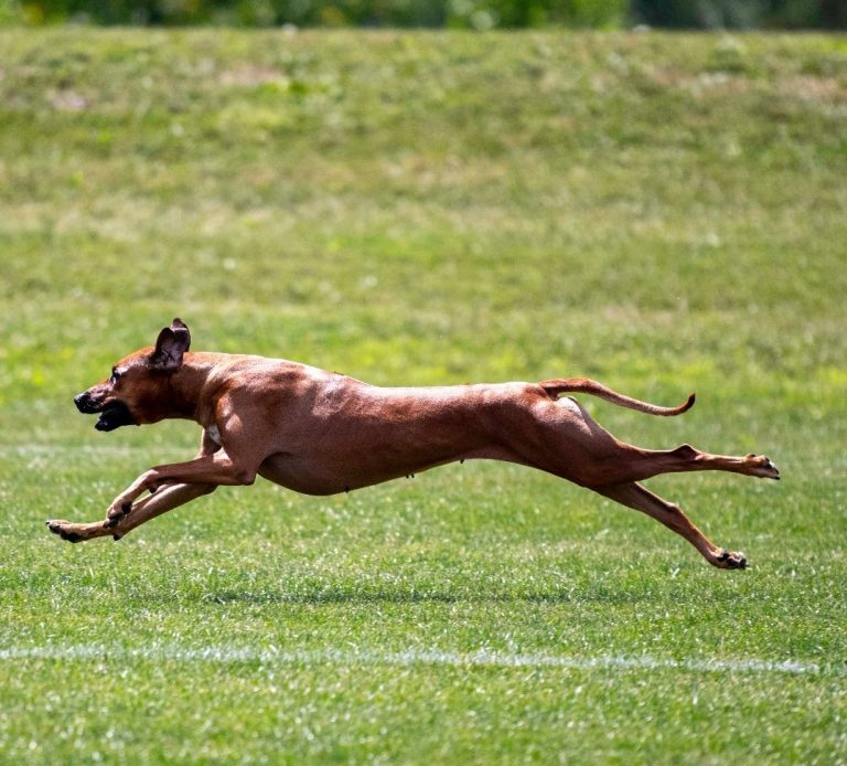 Rhodesian Ridgeback Coursing Dual Champion breeder puppies puppy Michigan