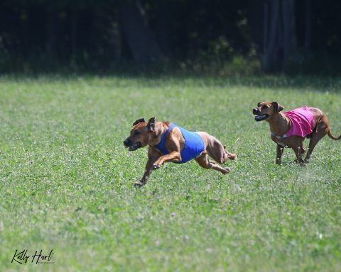 Rhodesian Ridgeback Puppies Breeding Lure Coursing Barn Hunt Fast Cat Dock Diving Conformation Rally Scent Work Therapy Dog Companionship 