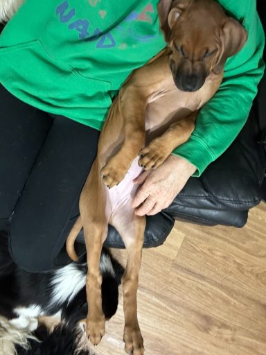 Rhodesian Ridgeback breeding puppies dock diving lure coursing FCAT scent therapy tracking conformation rally barn hunt CGC Farm Dog