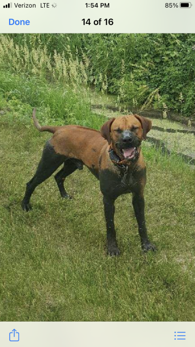 Rhodesian Ridgeback Puppies Breeding Lure Coursing Barn Hunt Fast Cat Dock Diving Conformation Rally Scent Work Therapy Dog Companionship 