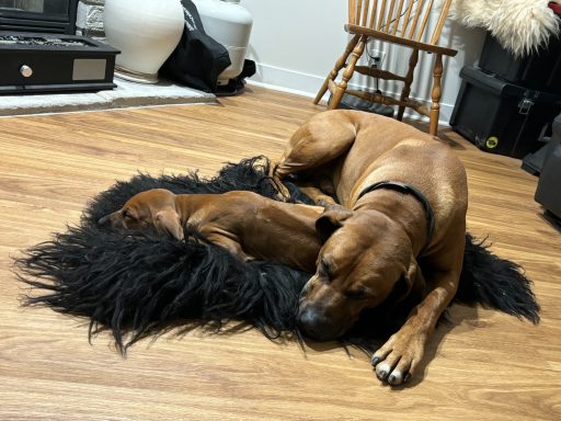 Rhodesian Ridgeback Puppies Breeding Lure Coursing Barn Hunt Fast Cat Dock Diving Conformation Rally SceRhodesian Ridgeback puppies breeding