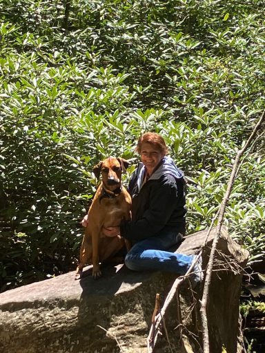 Rhodesian Ridgeback Puppies Breeding Lure Coursing Barn Hunt Fast Cat Dock Diving Conformation Rally SceRhodesian Ridgeback puppies breeding
