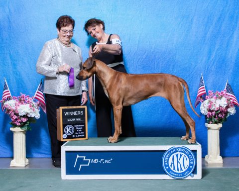 Rhodesian Ridgeback Puppies Breeding Lure Coursing Barn Hunt Fast Cat Dock Diving Conformation Rally Scent Work Therapy Dog Companionship 
