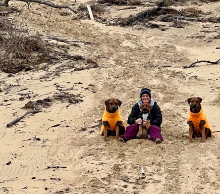 Rhodesian Ridgeback Puppies Breeding Lure Coursing Barn Hunt Fast Cat Dock Diving Conformation Rally Rhodesian Ridgeback puppies breeding