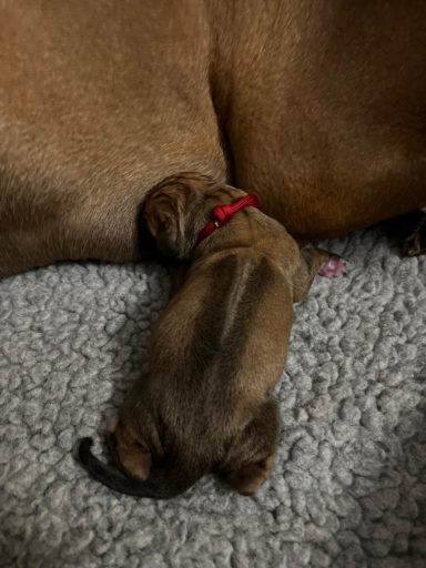 Rhodesian Ridgeback Puppies Breeding Lure Coursing Barn Hunt Fast Cat Dock Diving Conformation Rally Scent Ridgeback puppies breeding