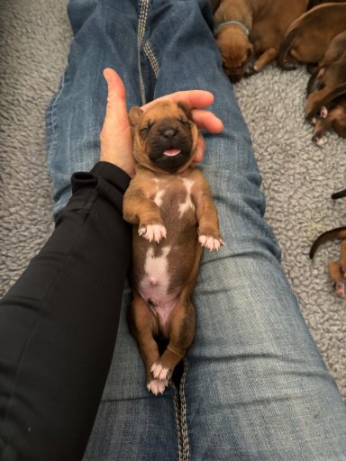 Rhodesian Ridgeback Puppies Breeding Lure Coursing Barn Hunt Fast Cat Dock Diving Conformation Rally Scent Ridgeback puppies breeding