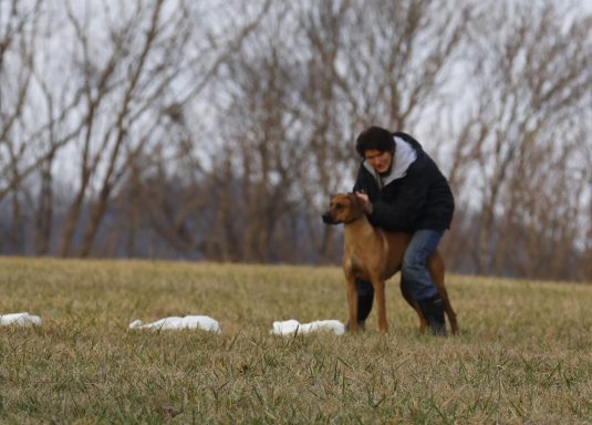 Rhodesian Ridgeback Puppies Breeding Lure Coursing Barn Hunt Fast Cat Dock Diving Conformation Rally Scent Ridgeback puppies breeding