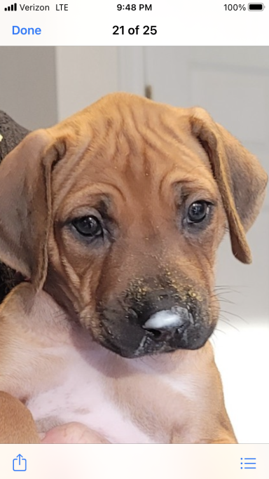 Rhodesian Ridgeback Puppies Breeding Lure Coursing Barn Hunt Fast Cat Dock Diving Conformation Rally Scent Work Therapy Dog Companionship 