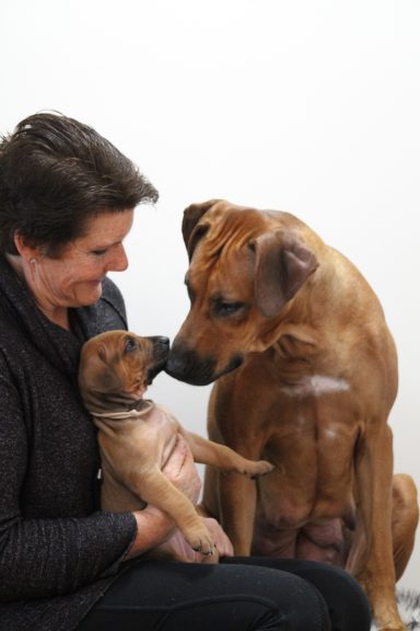 Rhodesian Ridgeback breeding puppies