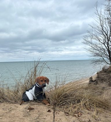 Rhodesian Ridgeback Puppies Breeding Lure Coursing Barn Hunt Fast Cat Dock Diving Conformation Rally SceRhodesian Ridgeback puppies breeding