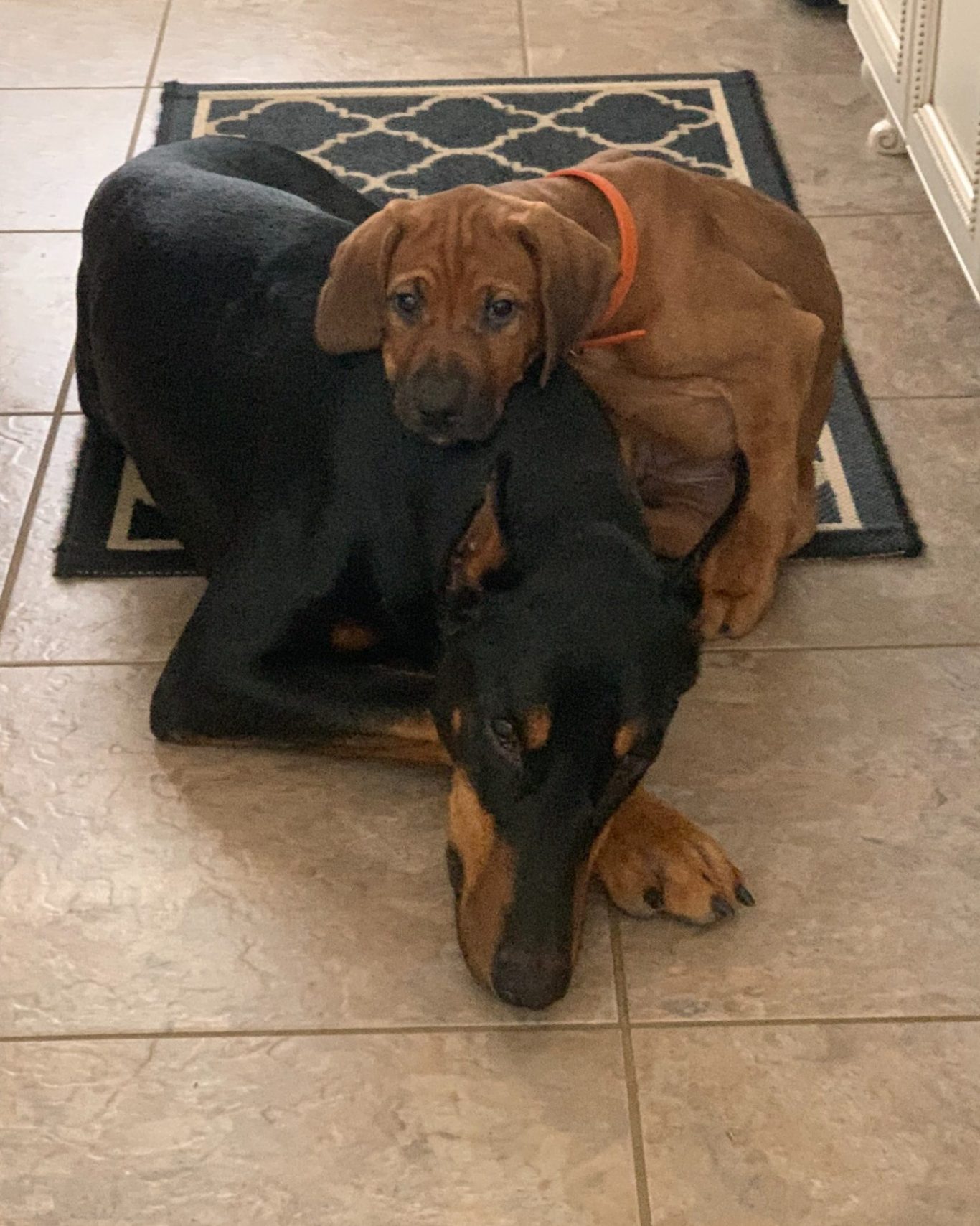 Rhodesian Ridgeback breeding puppies dock diving lure coursing FCAT scent therapy tracking conformation rally barn hunt CGC Farm Dog