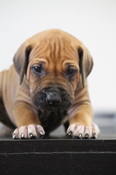 Rhodesian Ridgeback puppies breeding