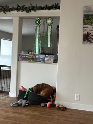 Rhodesian Ridgeback Puppies Breeding Lure Coursing Barn Hunt Fast Cat Dock Diving Conformation Rally SceRhodesian Ridgeback puppies breeding