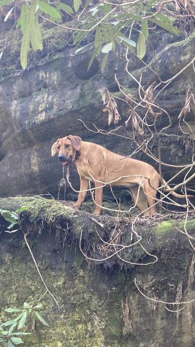 Rhodesian Ridgeback Puppies Breeding Lure Coursing Barn Hunt Fast Cat Dock Diving Conformation Rally SceRhodesian Ridgeback puppies breeding