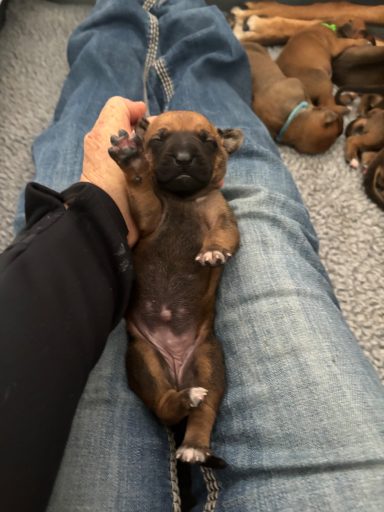 Rhodesian Ridgeback Puppies Breeding Lure Coursing Barn Hunt Fast Cat Dock Diving Conformation Rally Scent Ridgeback puppies breeding