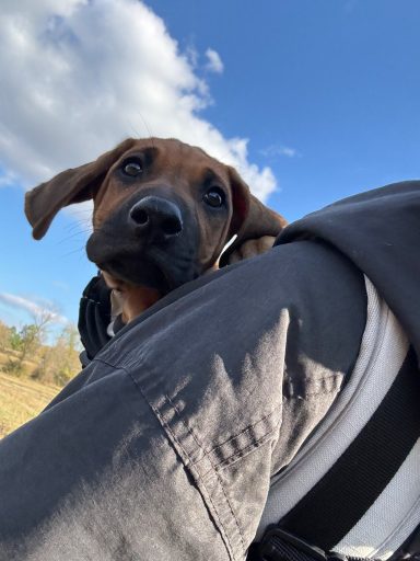 Rhodesian Ridgeback Puppies Breeding Lure Coursing Barn Hunt Fast Cat Dock Diving  Rally Scent Work Therapy Dog GrandCompanion 