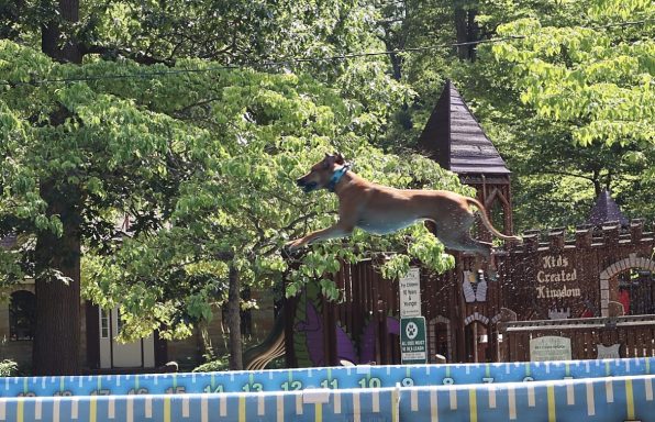 Rhodesian Ridgeback Puppies Breeding Lure Coursing Barn Hunt Fast Cat Dock Diving Conformation Rally Scent Ridgeback puppies breeding