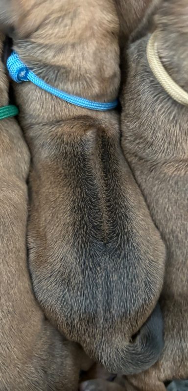 Rhodesian Ridgeback Puppies Breeding Lure Coursing Barn Hunt Fast Cat Dock Diving Conformation Rally Scent Ridgeback puppies breeding