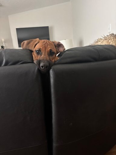 Rhodesian Ridgeback Puppies Breeding Lure Coursing Barn Hunt Fast Cat Dock Diving  Rally Scent Work Therapy Dog GrandCompanion 