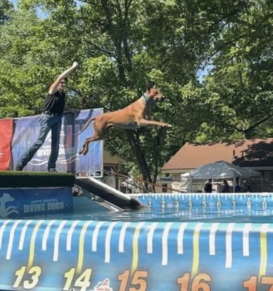 Rhodesian Ridgeback Puppies Breeding Lure Coursing Barn Hunt Fast Cat Dock Diving Conformation Rally Scent Ridgeback puppies breeding