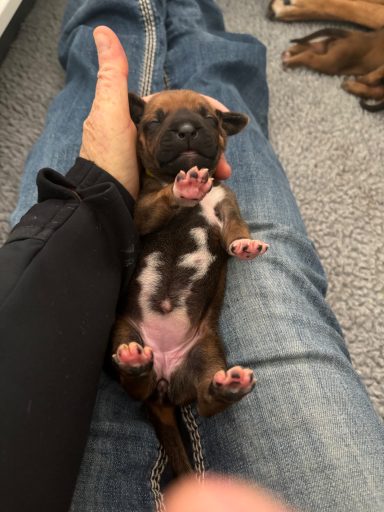 Rhodesian Ridgeback Puppies Breeding Lure Coursing Barn Hunt Fast Cat Dock Diving Conformation Rally Scent Ridgeback puppies breeding