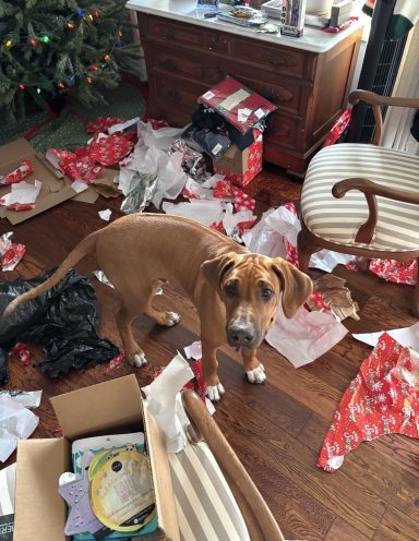 Opening presents Rhodesian Ridgeback Puppies Breeding Lure Coursing Barn Hunt Fast Cat Dock Diving Conformation Rally Scent Ridgeback puppies breeding