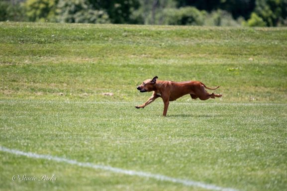 Rhodesian Ridgeback breeding puppies dock diving lure coursing FCAT scent therapy tracking conformation rally barn hunt CGC Farm Dog
