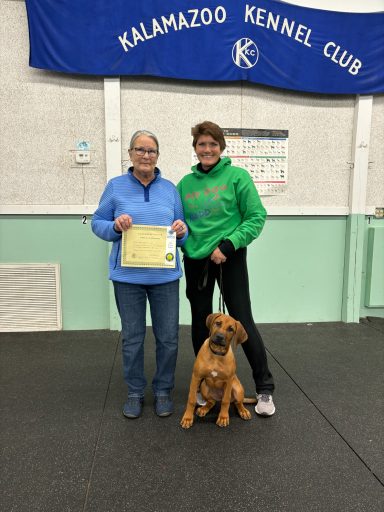 Rhodesian Ridgeback Puppies Breeding Lure Coursing Barn Hunt Fast Cat Dock Diving Conformation Rally SceRhodesian Ridgeback puppies breeding