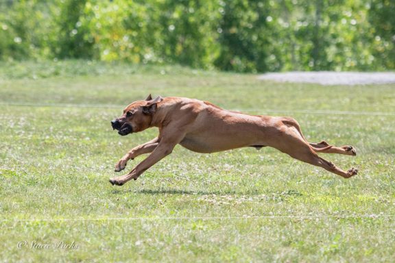 Rhodesian Ridgeback Puppies Breeding Lure Coursing Barn Hunt Fast Cat Dock Diving Conformation Rally Scent Work Therapy Dog Companionship 