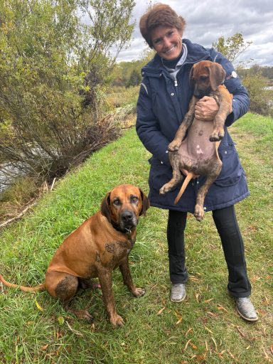 Rhodesian Ridgeback Puppies Breeding Lure Coursing Barn Hunt Fast Cat Dock Diving  Rally Scent Work Therapy Dog GrandCompanion 