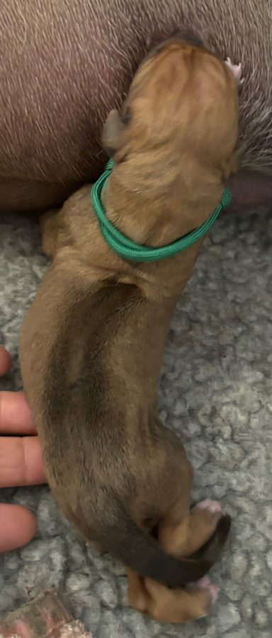 Rhodesian Ridgeback Puppies Breeding Lure Coursing Barn Hunt Fast Cat Dock Diving Conformation Rally Scent Ridgeback puppies breeding