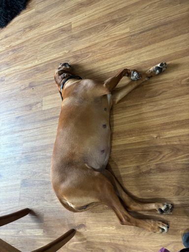Rhodesian Ridgeback Puppies Breeding Lure Coursing Barn Hunt Fast Cat Dock Diving Conformation Rally SceRhodesian Ridgeback puppies breeding