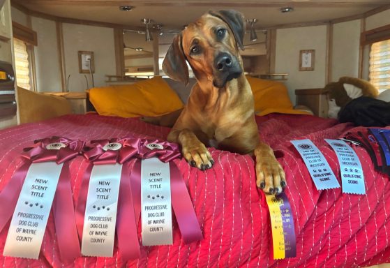 Rhodesian Ridgeback Puppies Breeding Lure Coursing Barn Hunt Fast Cat Dock Diving Conformation Rally Scent Ridgeback puppies breeding