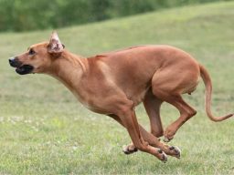 Rhodesian ridgeback puppies dock diving breeding arc
