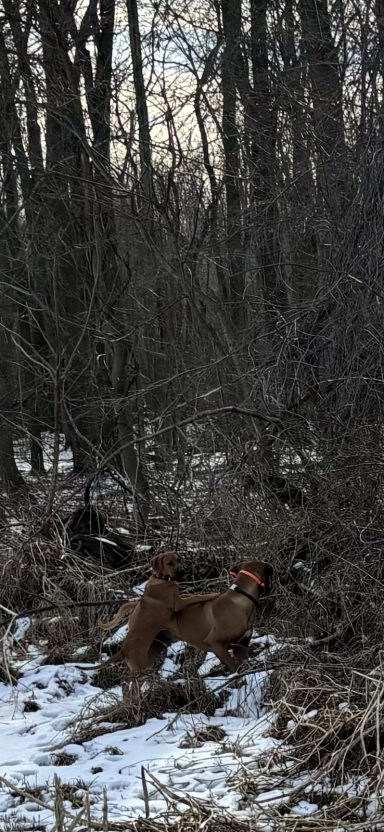 Rhodesian Ridgeback Puppies Breeding Lure Coursing Barn Hunt Fast Cat Dock Diving Conformation Rally Scent Work Therapy Dog Companionship 
