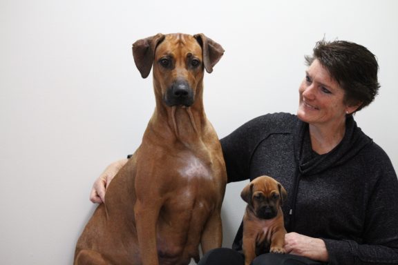 Rhodesian Ridgeback breeding puppies dock diving lure coursing FCAT scent therapy tracking conformation rally barn hunt CGC Farm Dog